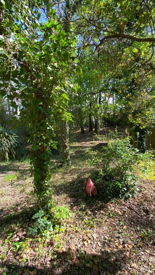 Le Petit Poulailler Au Beau Milieu Des Pins Villa Lacanau Ngoại thất bức ảnh